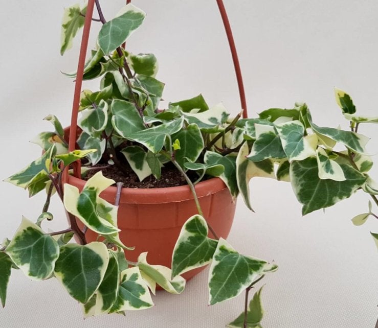 Senecio macroglossus variegata stekjes (ca. 10 cm), Vaste plant, Ophalen of Verzenden, Bloeit niet, Halfschaduw