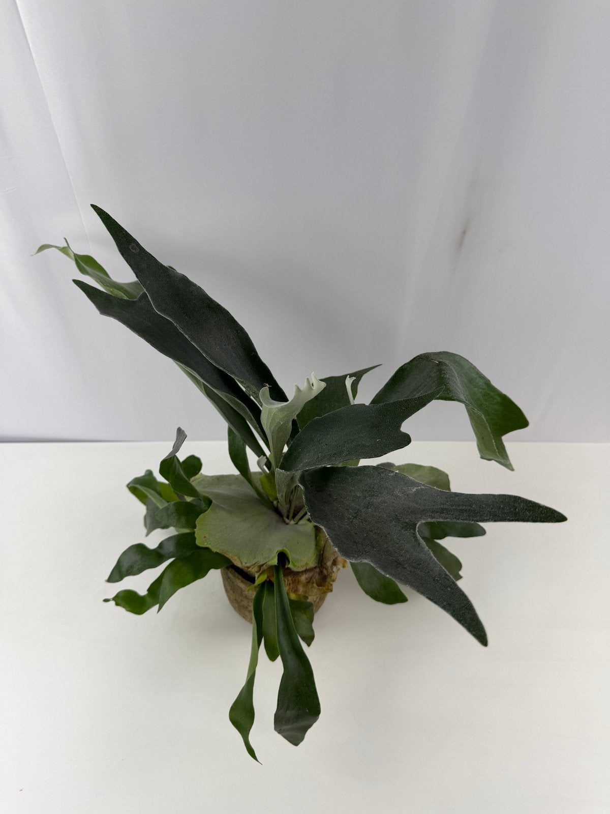 Platycerium bifurcatum - Hertshoornvaren, Ophalen of Verzenden