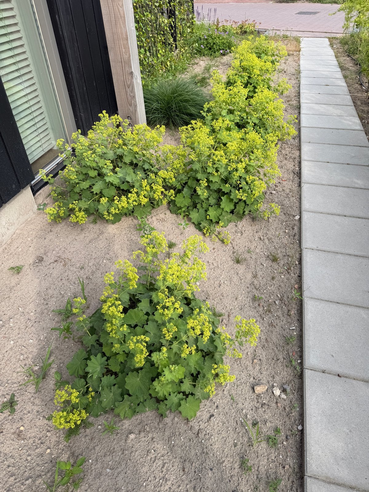 Vrouwenmantel (Alchemilla mollis) - Bodembedekker, Ophalen, Bodembedekkers, Volle zon, Vaste plant