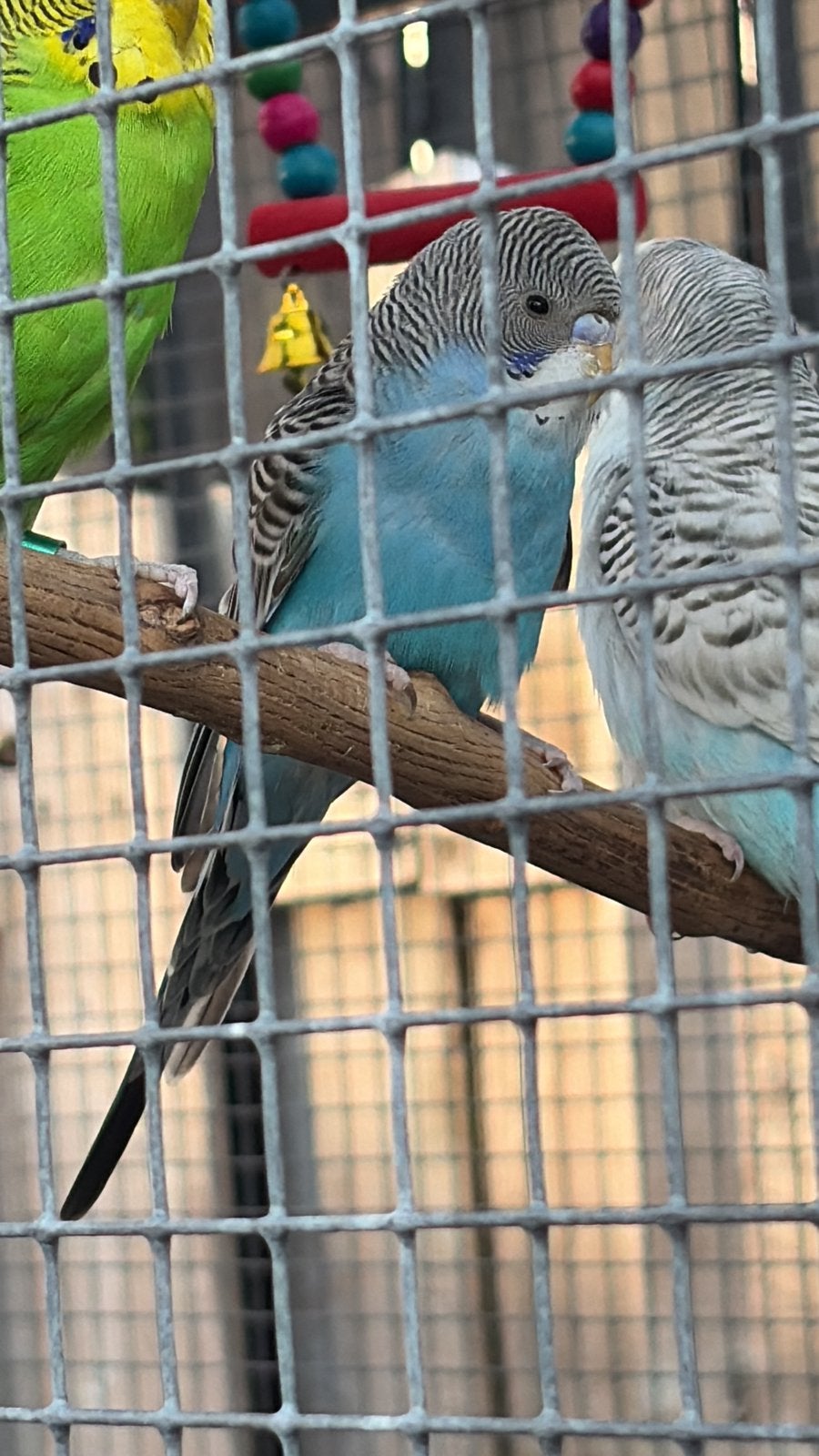 Jonge grasparkiet popje, Dieren en Toebehoren, Vogels | Parkieten en Papegaaien, Vrouwelijk, Parkiet, Tam