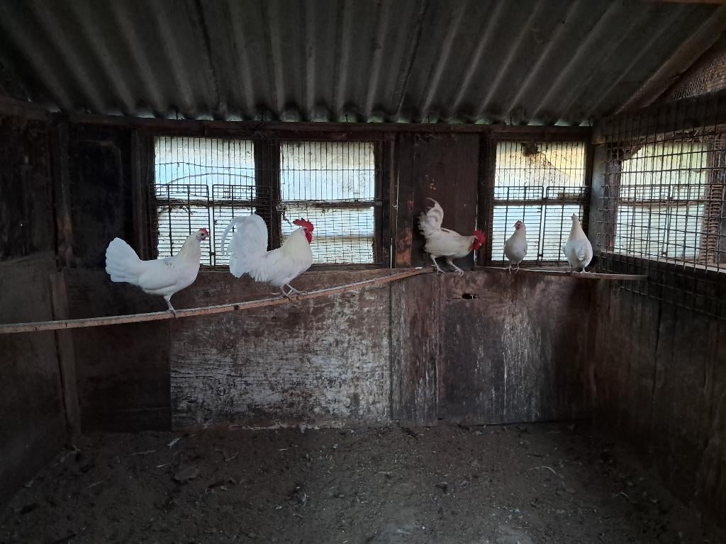 Kippen, Dieren en Toebehoren, Pluimvee, Mannelijk, Kip