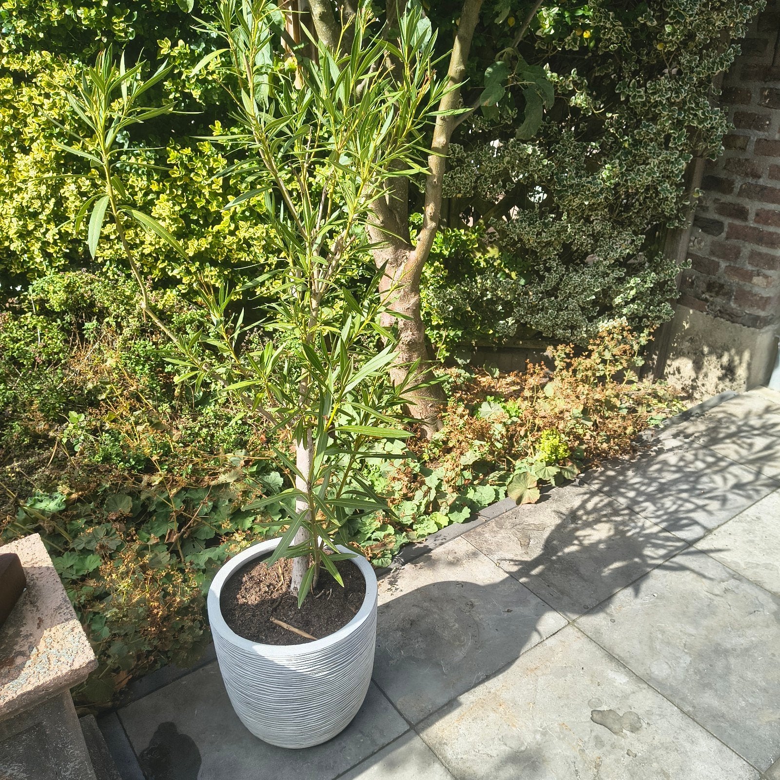 Grote Oleander in pot - Perfect voor terras of tuin, Tuin en Terras, Ophalen, Zo goed als nieuw