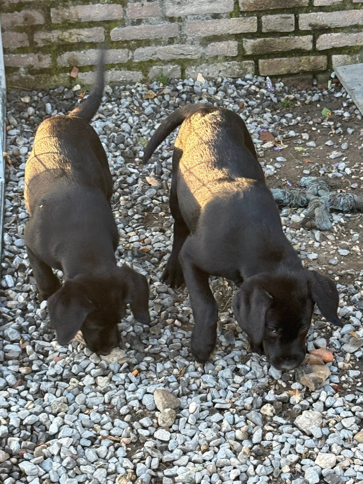 Labrador retriever, Nederland, Parvo, Reu, 8 tot 15 weken