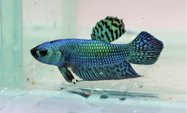 Gezocht!: Green Alien Plakat Female Betta, Vis