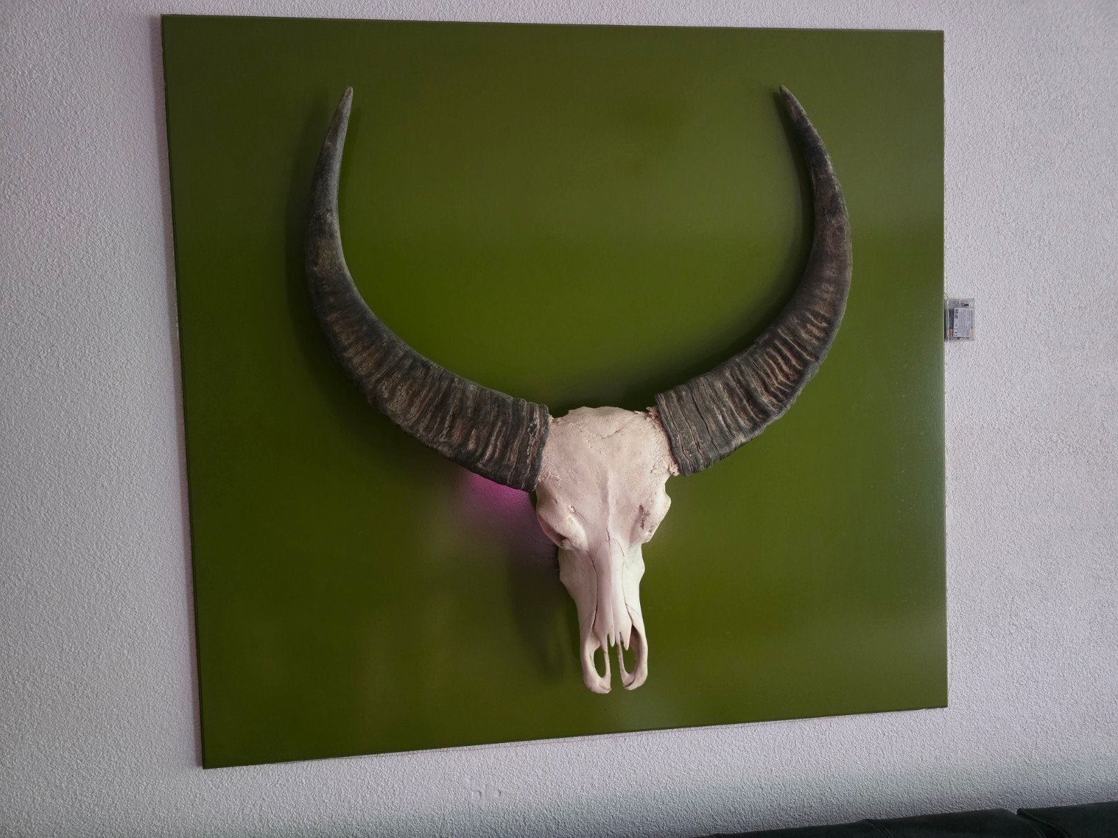 Indrukwekkende buffelkop voor de liefhebber, Huis en Inrichting, Woonaccessoires | Overige, Vintage, Gebruikt, Meerkleurig, Ophalen of Verzenden