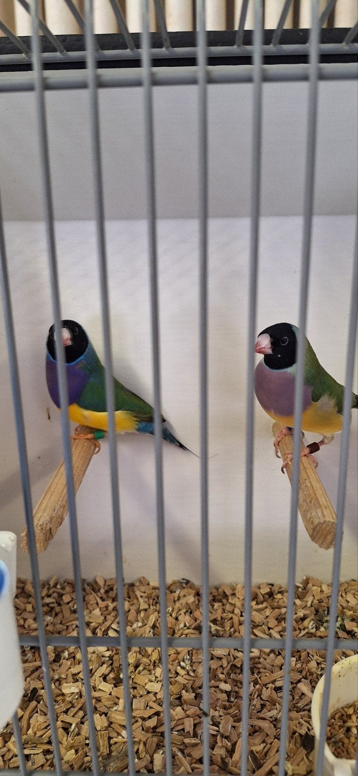 te koop mooi koppeltje Gould zitten koud en onverwant, Dieren en Toebehoren, Meerdere dieren, Tropenvogel