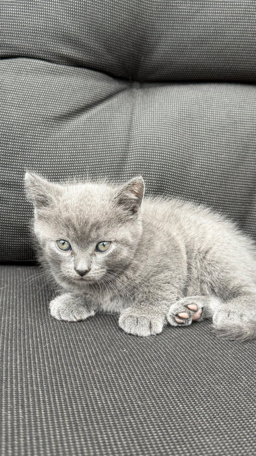 Lief en speels kitten zoekt een warm thuis, Kater