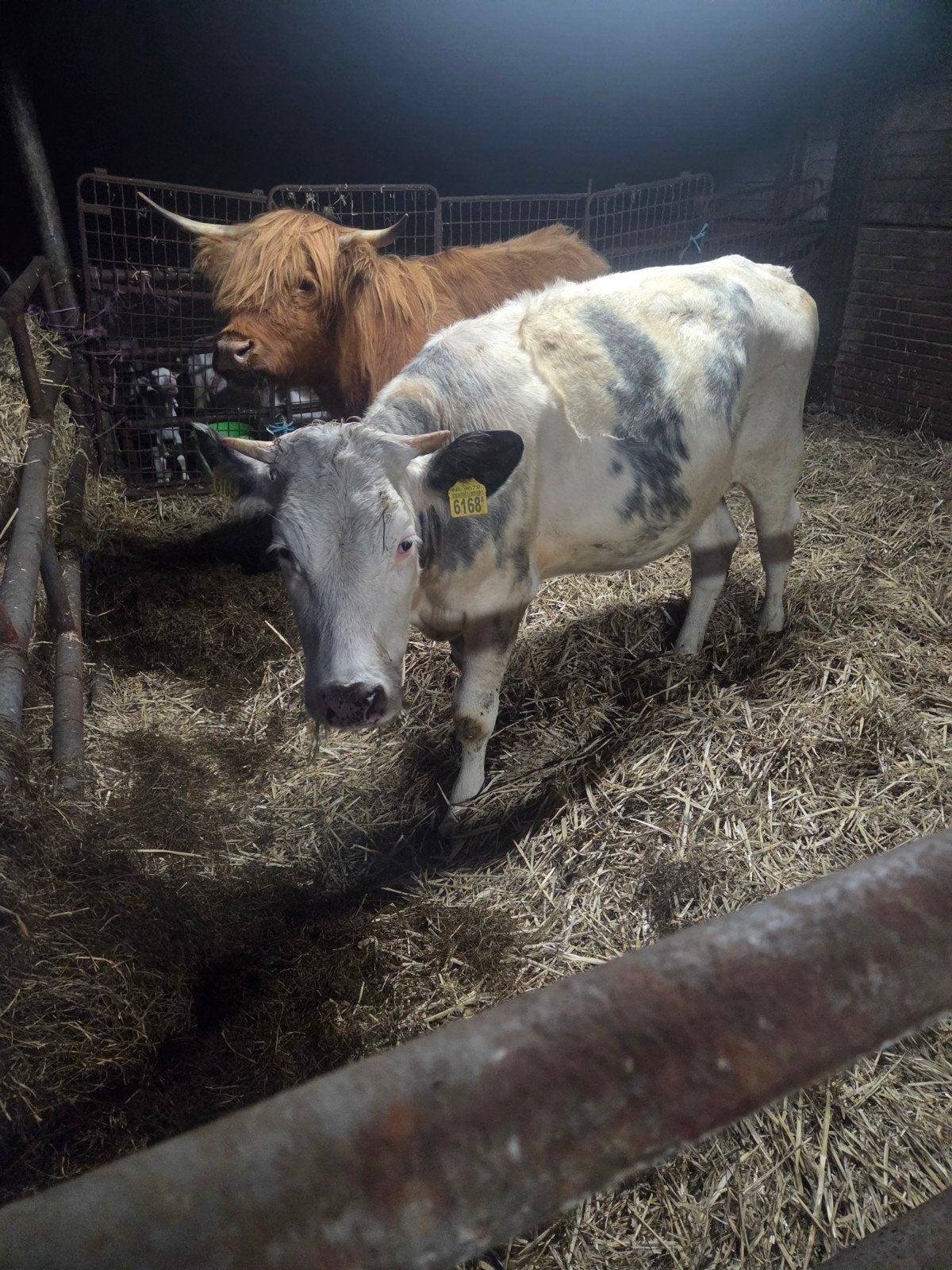 Te koop blauwe kruising pink en schotse hooglander, Dieren en Toebehoren, Runderen, Vrouwelijk
