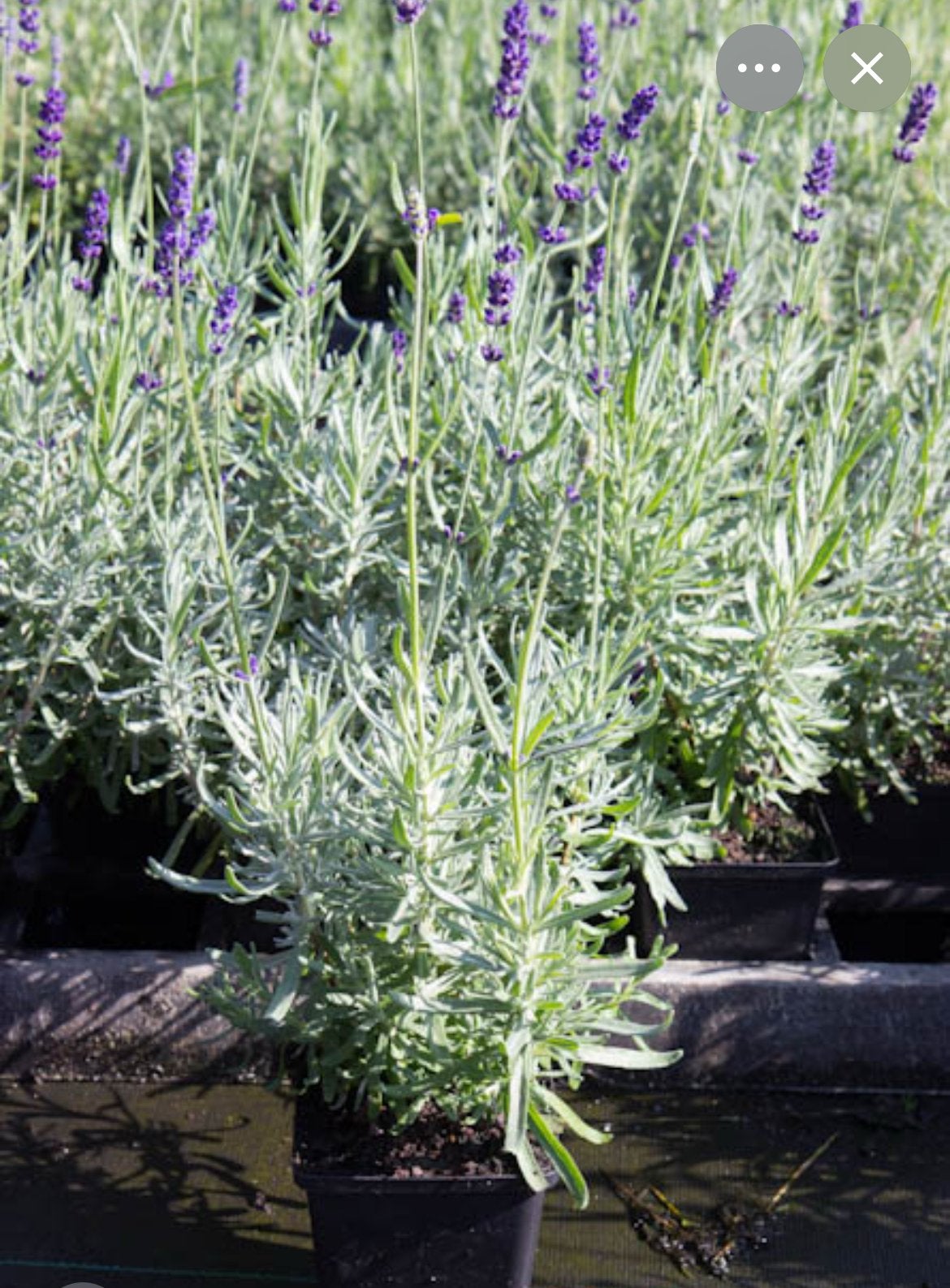 Lavendel planten - 6 stuks voor 6.-, Tuin en Terras, Ophalen, Volle zon, Vaste plant, Kruiden