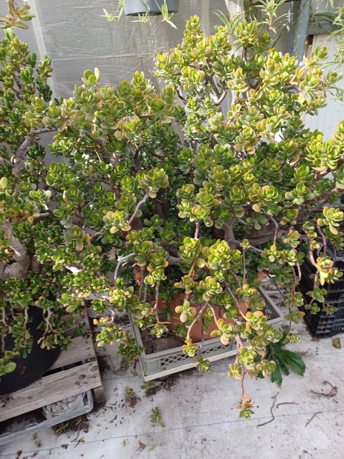 grote crassula, Ophalen, Volle zon, Overige soorten, 100 tot 250 cm