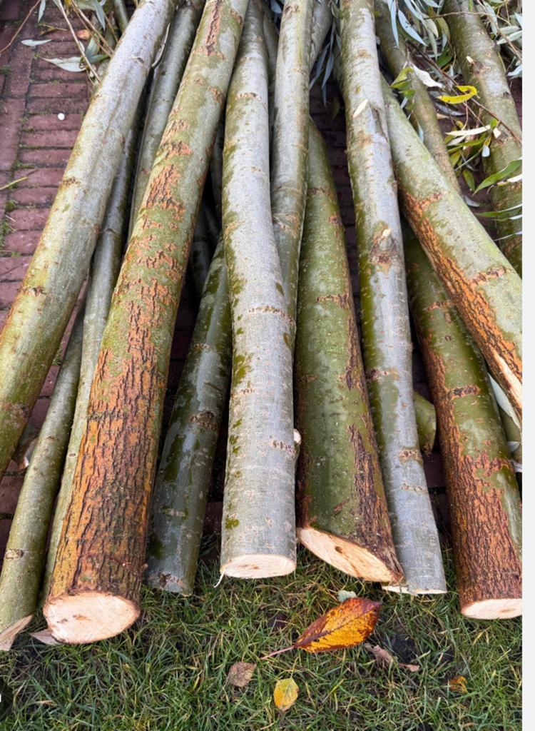 Gezocht gratis Wilgentakken, Tuin en Terras, Planten | Bomen, Bloeit niet, Overige soorten, 400 cm of meer, Ophalen