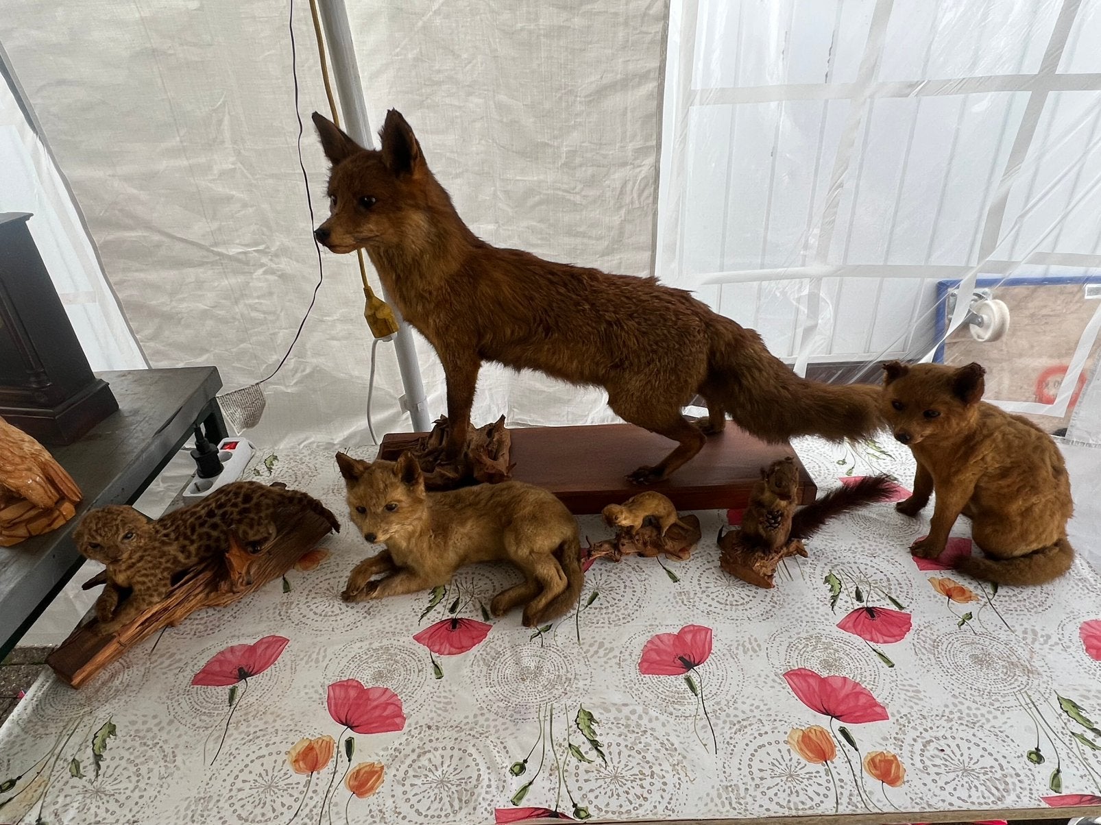 Opgezette dieren, Ophalen, Gebruikt, Wild dier, Opgezet dier