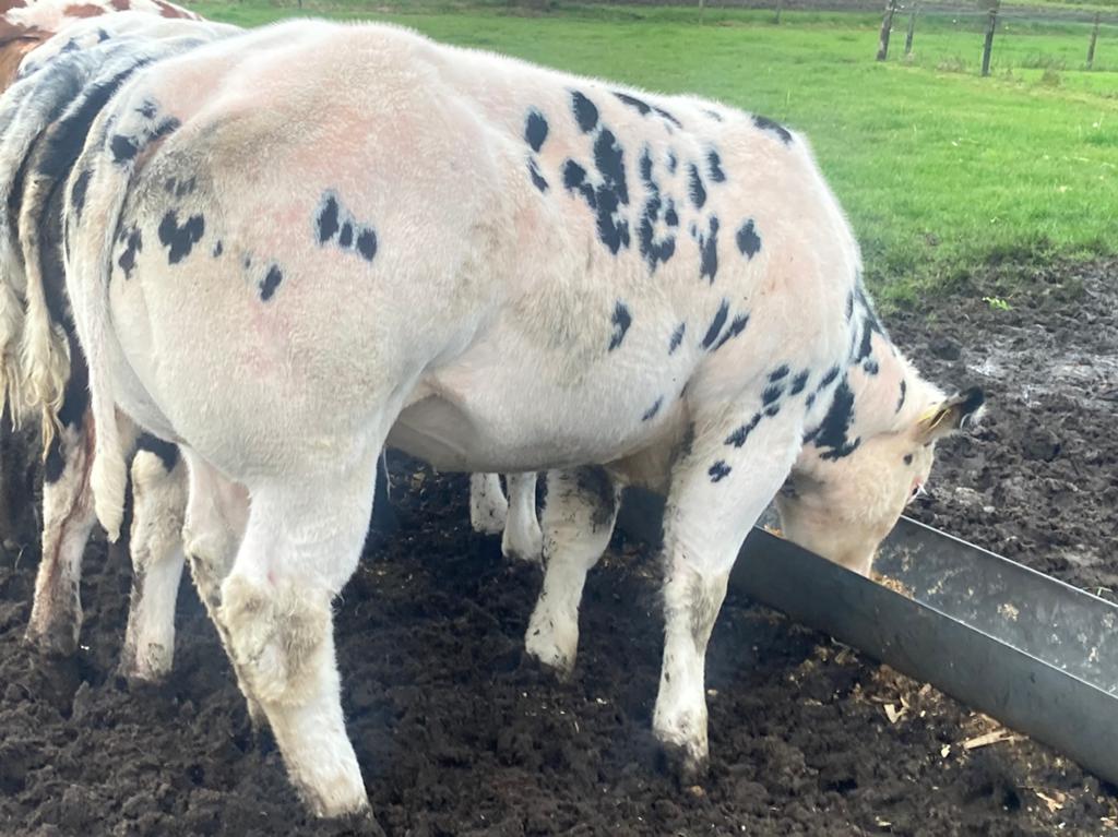 Mooie correcte stamboek bb dikbil pink, Dieren en Toebehoren, Runderen, Vrouwelijk