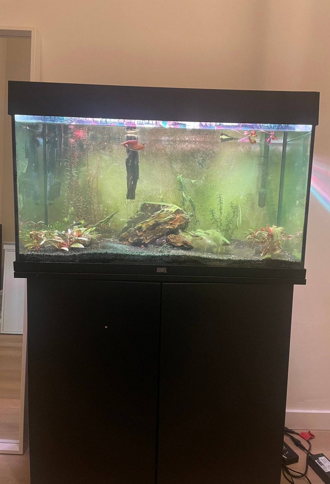 Juwel rio 125 aquarium + helialux 800 ( met appcontroll), Dieren en Toebehoren, Zo goed als nieuw, Leeg aquarium, Juwel, Ophalen
