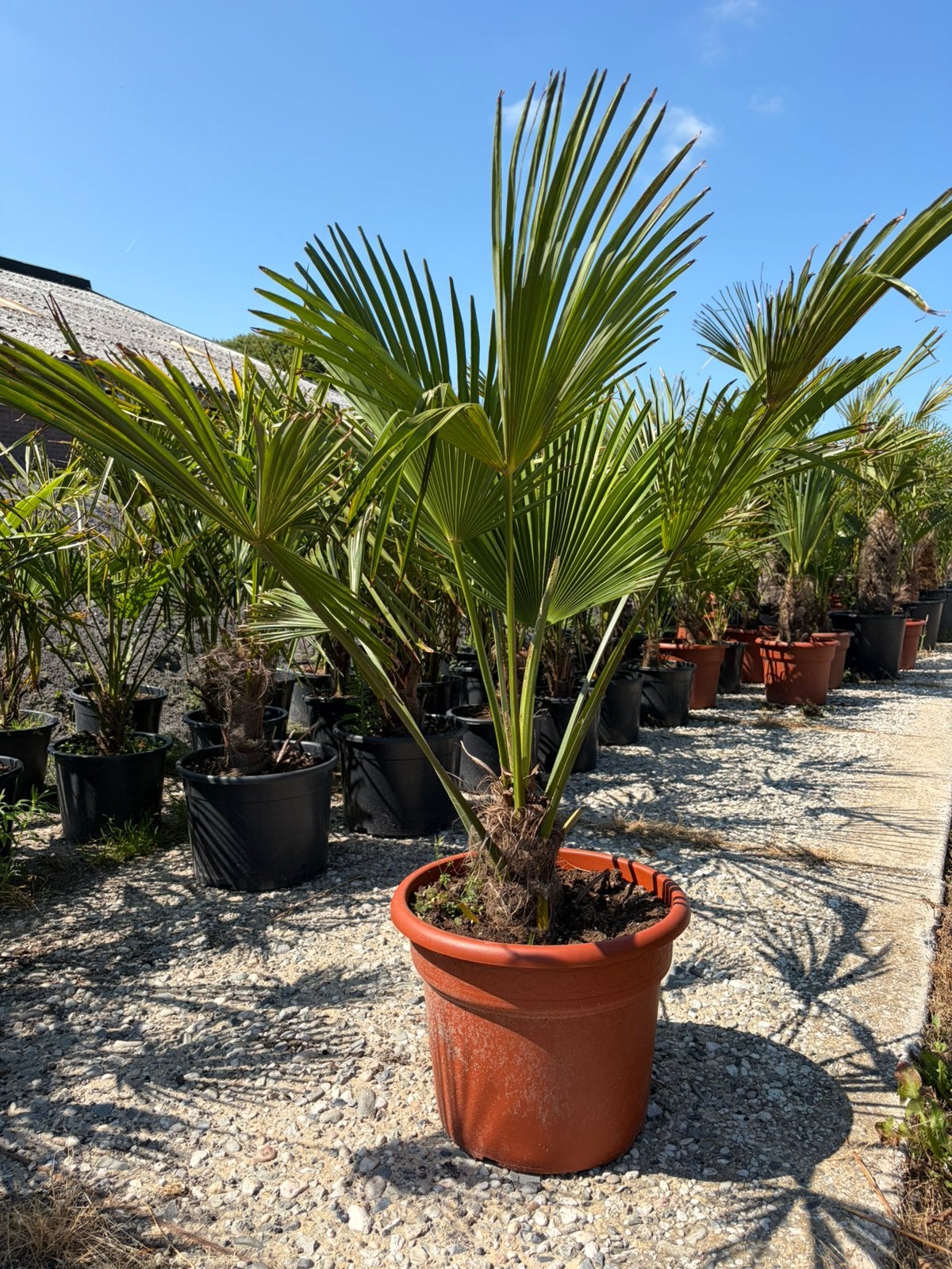Palmbomen te koop, Tuin en Terras, Bloembollen en Zaden, Gehele jaar, Volle zon, Ophalen