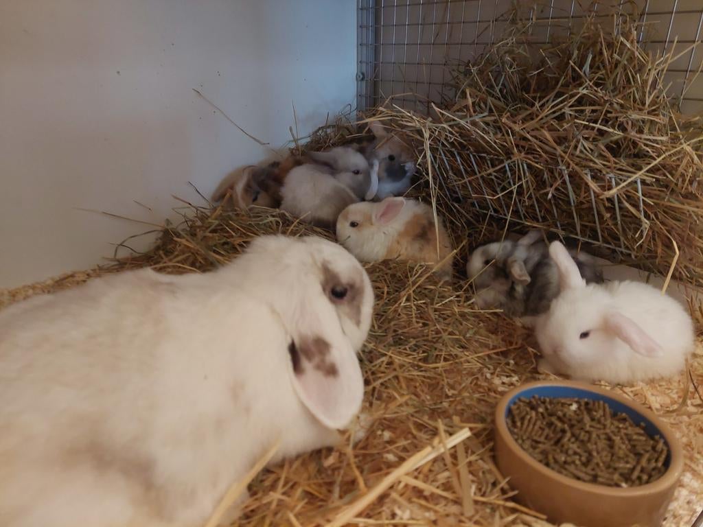 Jonge Hangoor dwerg konijnen, Dieren en Toebehoren, Konijnen, Geslacht onbekend, Dwerg, Hangoor, 0 tot 2 jaar