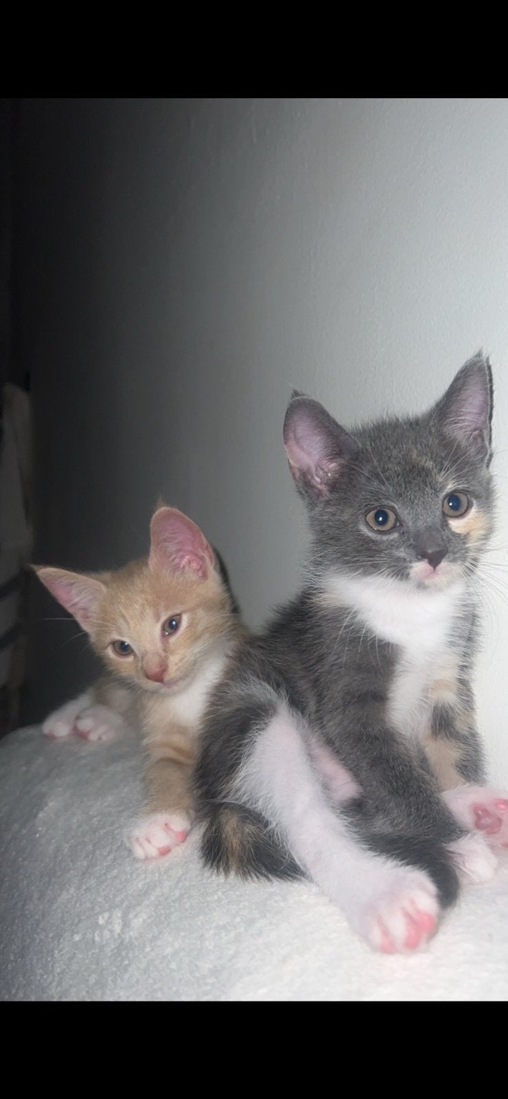 Aanhankelijke lieve kittens, Dieren en Toebehoren, Katten en Kittens | Raskatten | Korthaar, Meerdere dieren, Ontwormd