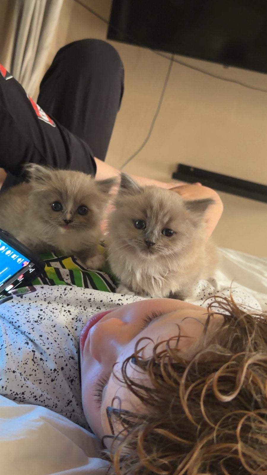 Ragdol kittens 100% puur ( beiden zijn knuffelaars), Kater