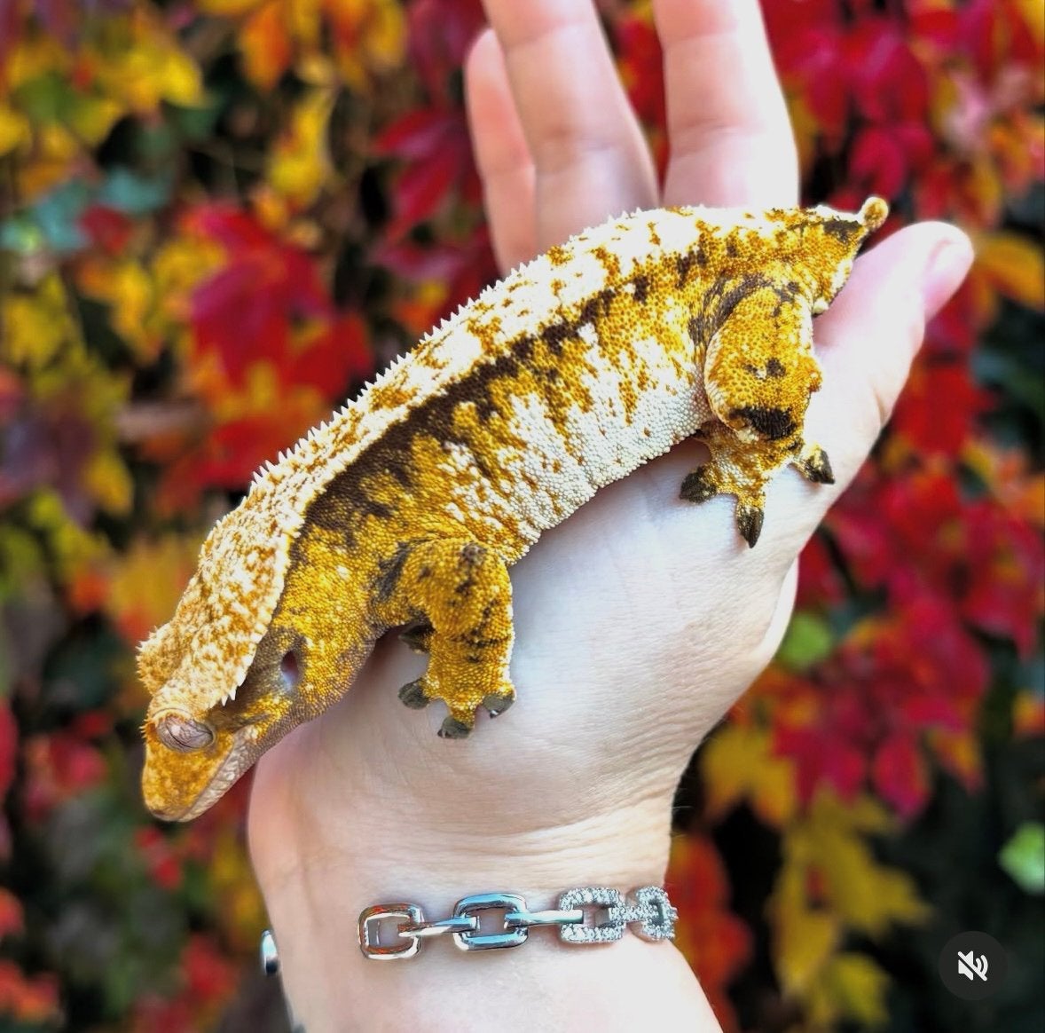 Wimpergekko vrouw, Hagedis, 3 tot 6 jaar
