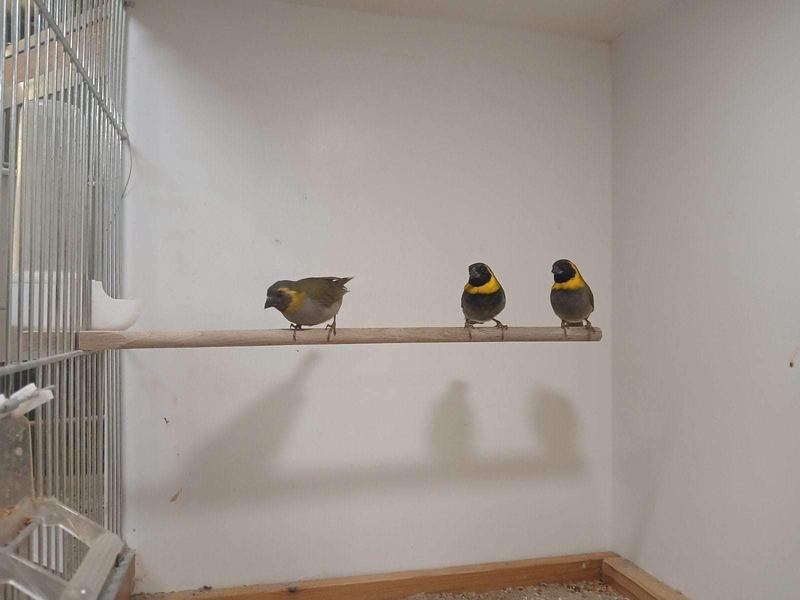 cubavinken, Dieren en Toebehoren, Vogels | Overige Vogels, Mannelijk, Tropenvogel