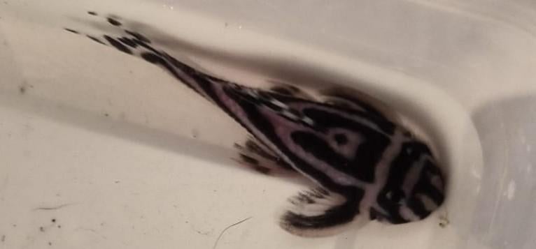 L046 Zebra pleco's, Dieren en Toebehoren, Vissen | Aquariumvissen, Vis, Zoetwatervis, Schoolvis