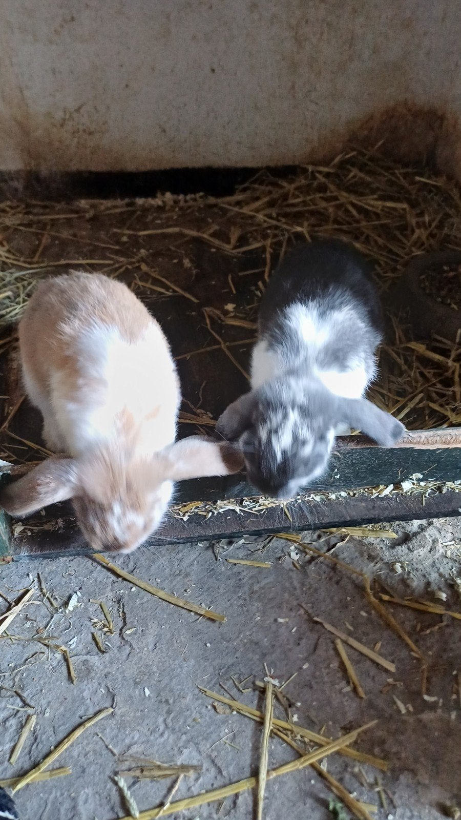 Nederlandse hangoor dwergkonijnen, Dieren en Toebehoren, Konijnen, Mannelijk, Hangoor, 0 tot 2 jaar