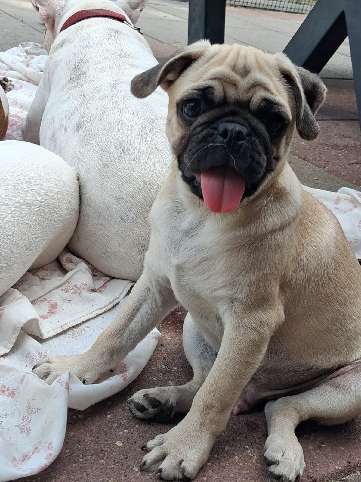 Lieve mopshond pup zoekt goudenmand, Reu, 8 tot 15 weken, Parvo, Eén hond