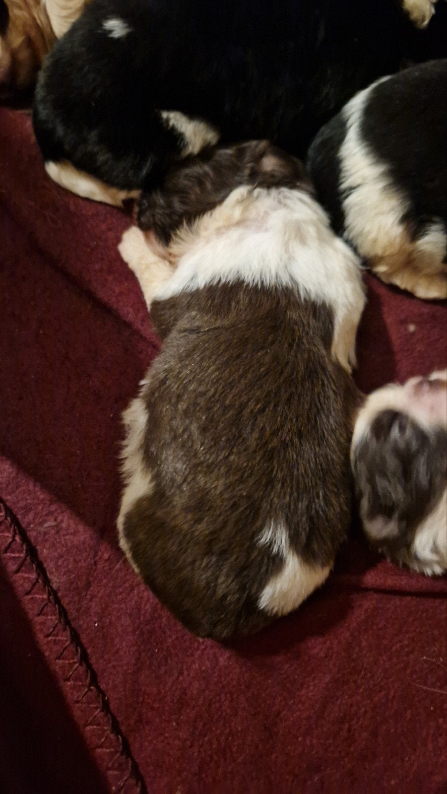raszuivere shih tzu pups nog1bruinwitreutje beschikbaar🐶🩵, Dieren en Toebehoren, Overige rassen, 8 tot 15 weken, Meerdere, Meerdere dieren