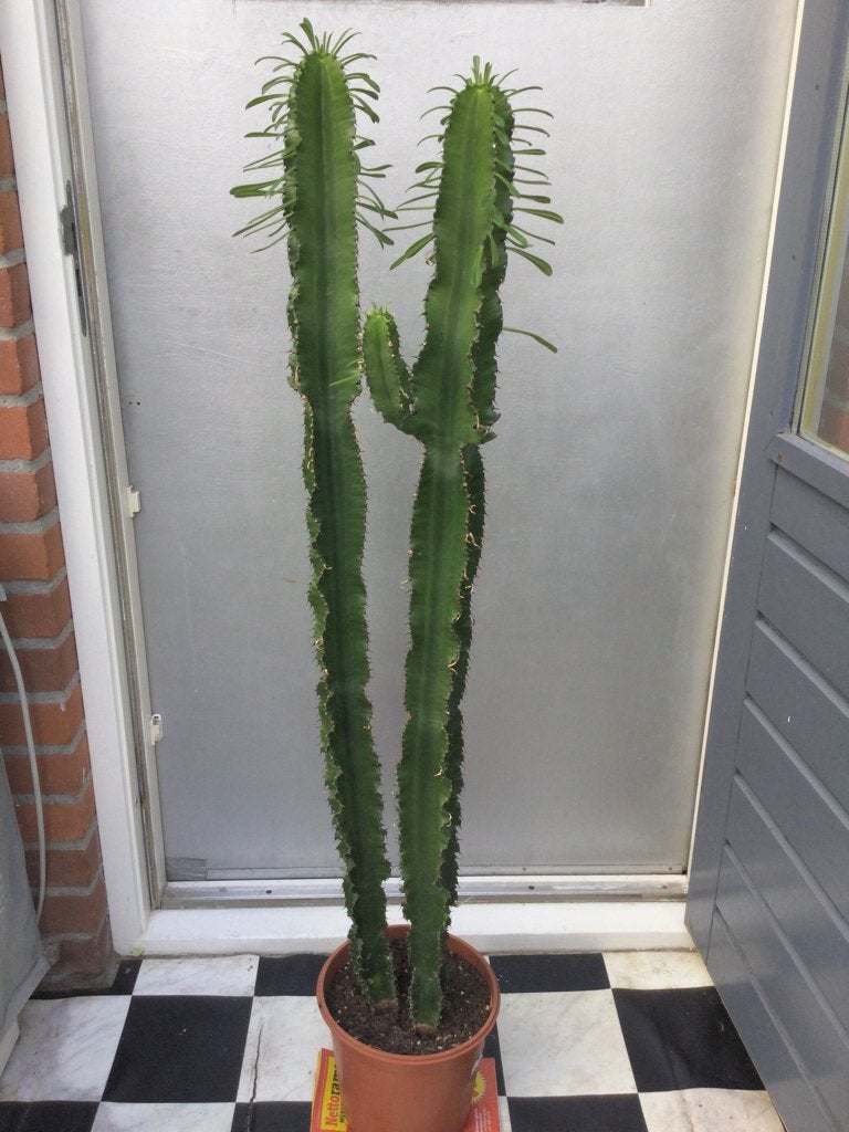 Grote Euphorbia Eritreau Cactussen, Huis en Inrichting, Ophalen, Halfschaduw, Minder dan 100 cm