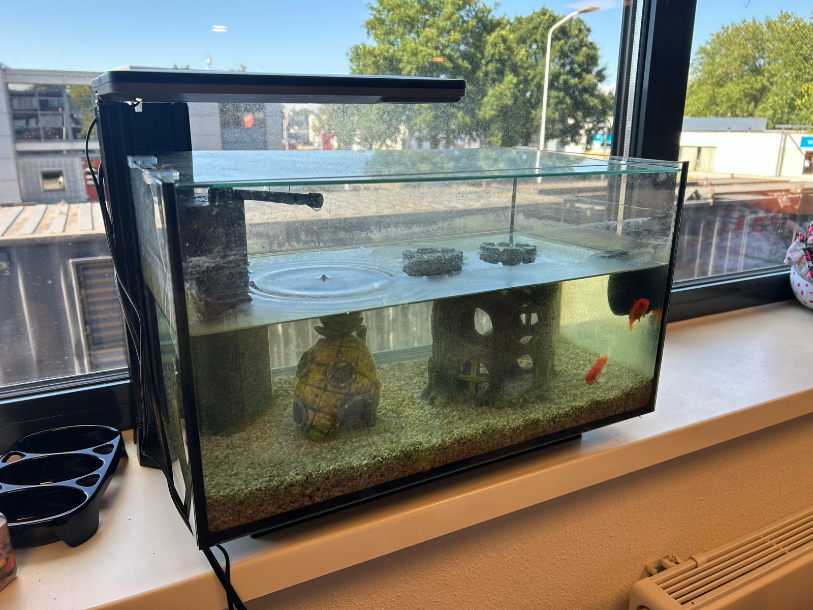 MOET WEG Aquarium met filter en 2 goudvissen, Ophalen, Gevuld zoetwateraquarium