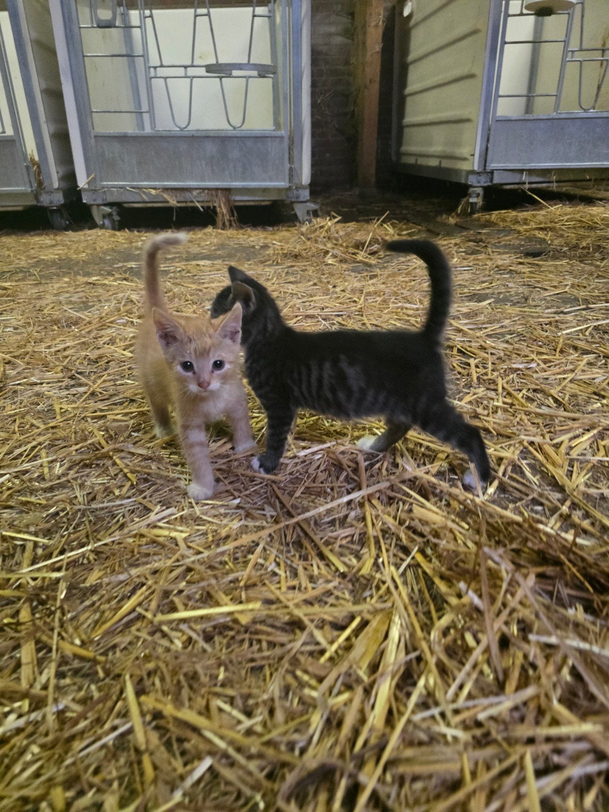 kittens 2 mannetjes