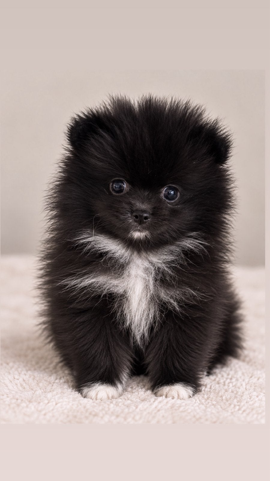 Super mooi pomeriaan teefje, Keeshond, CDV (hondenziekte), 8 tot 15 weken, Meerdere