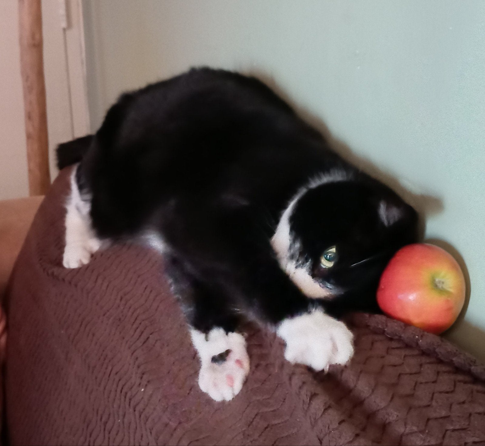 Twee poezen zoeken nieuw huis, Poes, 6 jaar of ouder