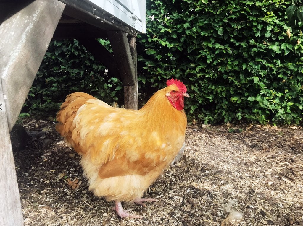 Orpington buff haan, Dieren en Toebehoren, Pluimvee, Mannelijk, Kip