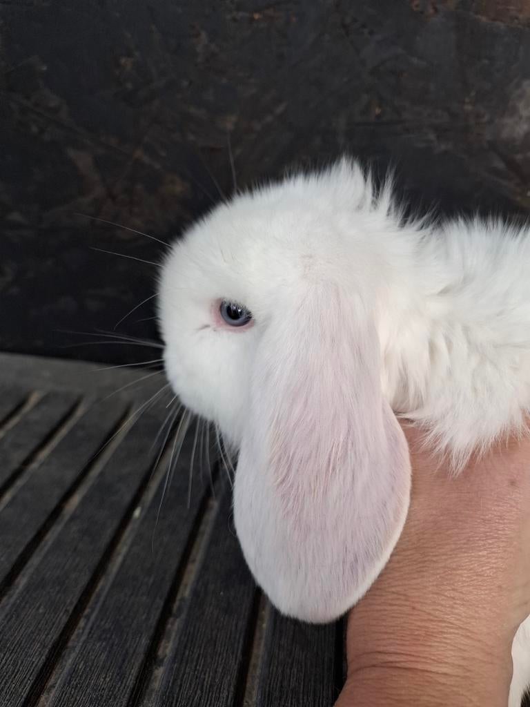 Franse hangoor rammetjes, Dieren en Toebehoren, Konijnen, Mannelijk, Groot, Hangoor, 0 tot 2 jaar