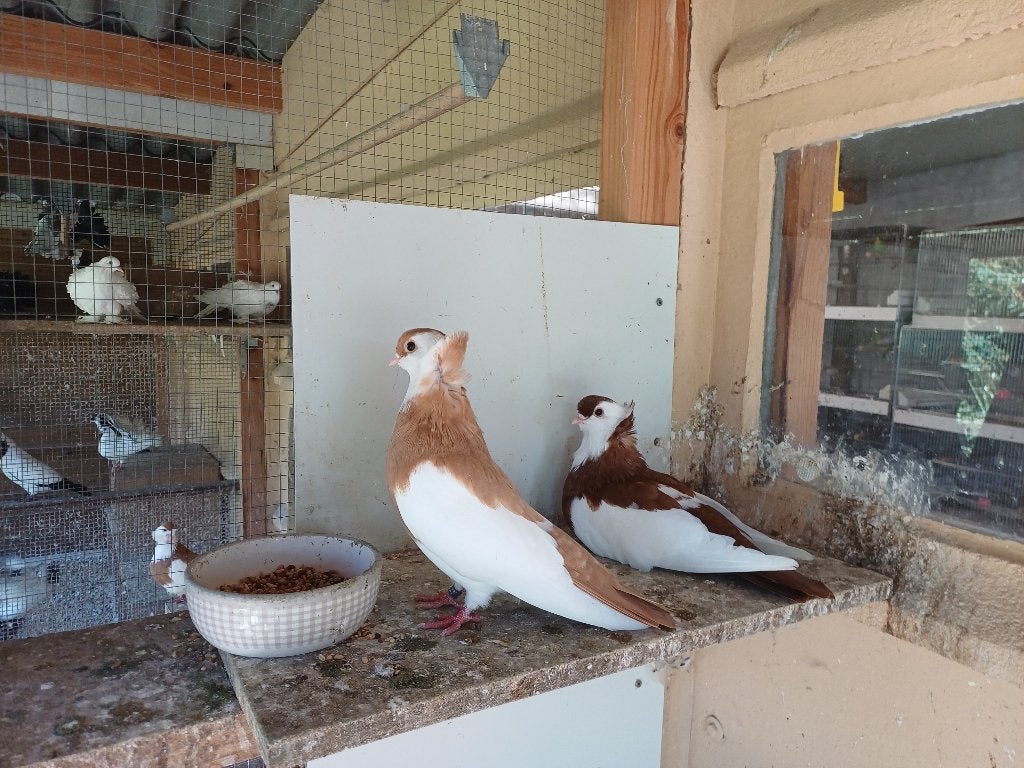 Felegyhazer 2026, Meerdere dieren, Tuimelaar of Roller