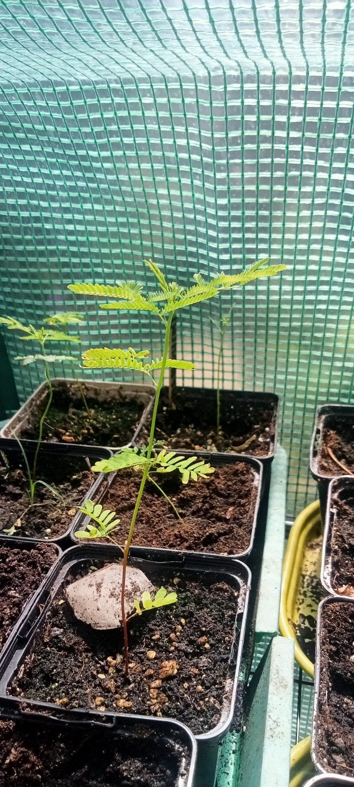 Desmanthus illinoensis - Prairie-mimosa planten, Volle zon, Minder dan 100 cm, Zomer, Overige soorten