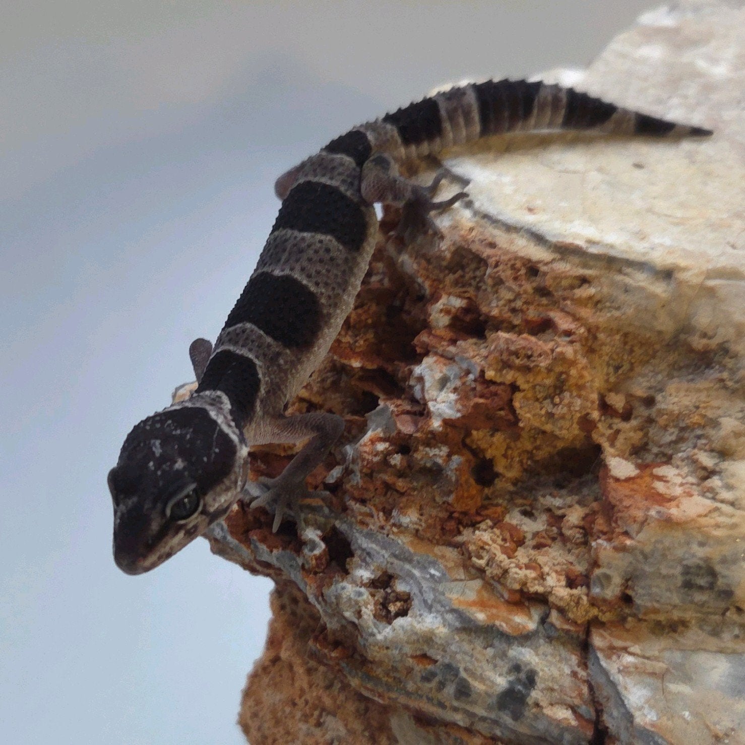 Luipaardgekko Leopard Gecko photo 2