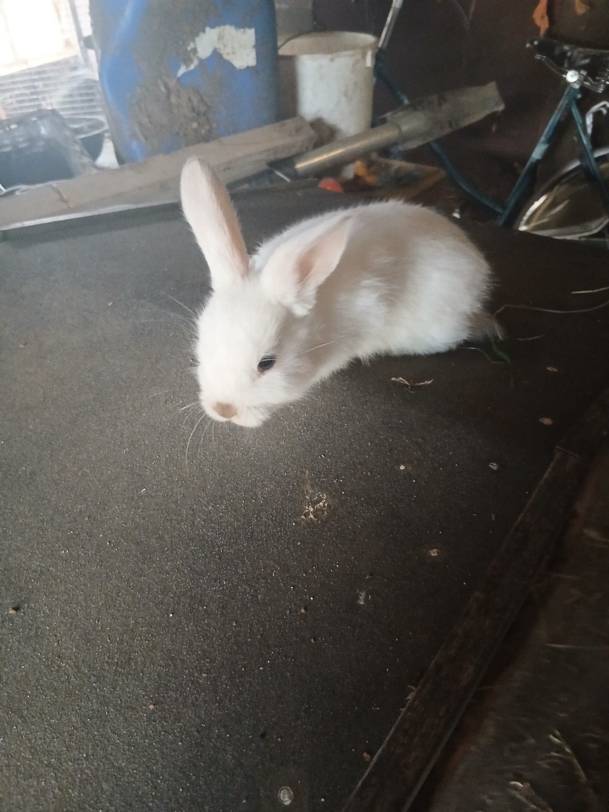 2 schattige konijntjes te koop, allebij voedsters, Dieren en Toebehoren, Konijnen, Meerdere dieren