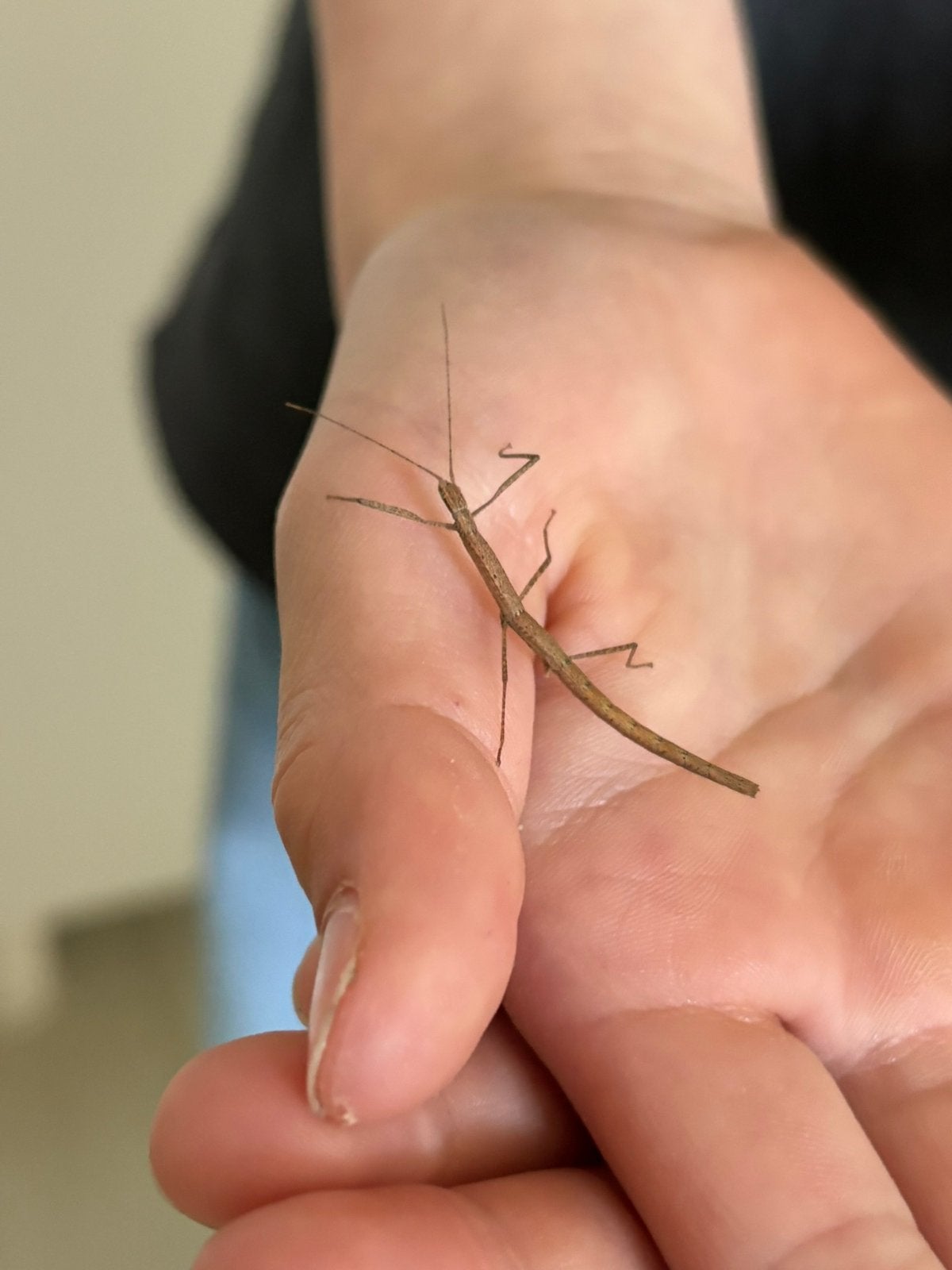 Gratis: Baby wandelende takken en eitjes, Wandelende tak