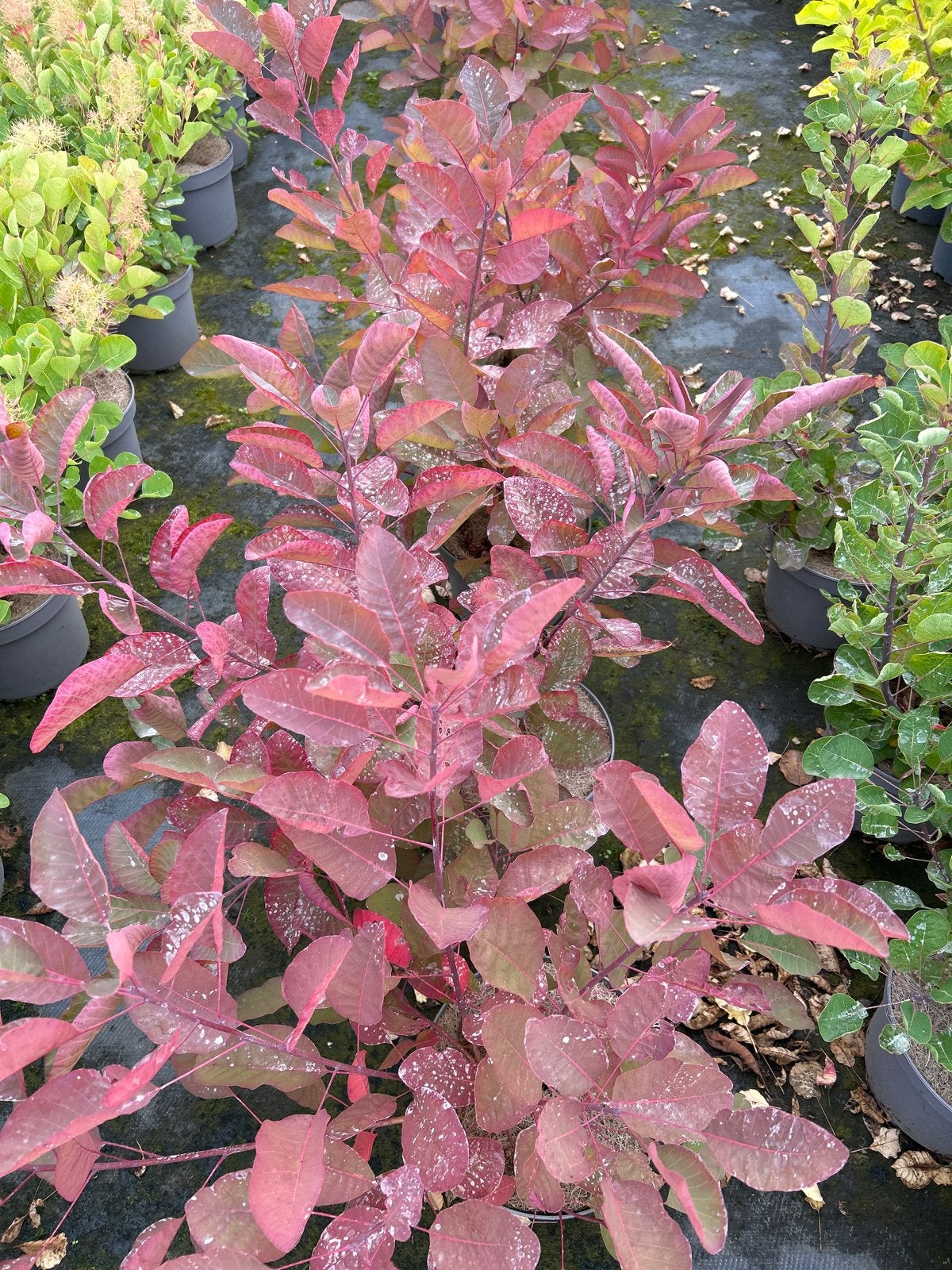 Cotinus 'Grace' - Pruikenboom in 5 liter pot, Volle zon, Vaste plant, Zomer, Ophalen