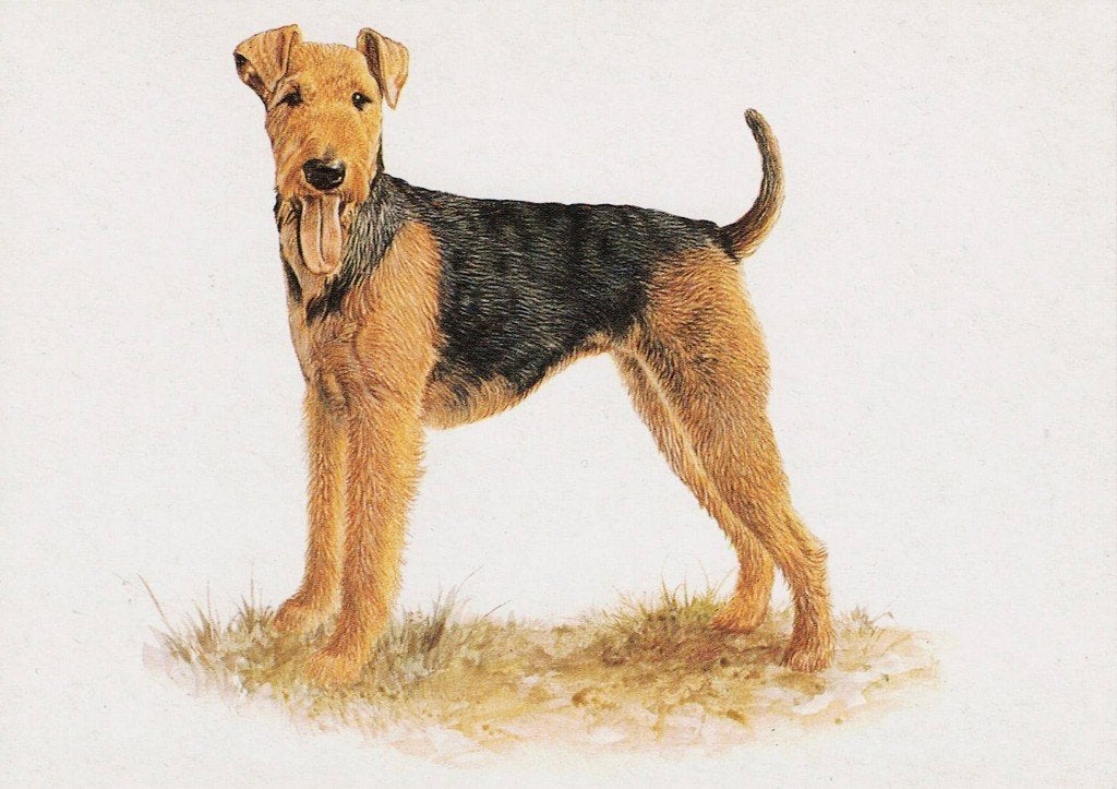 Airedale Terrier 283, Verzenden, 1980 tot heden, Ongelopen, Hond of Kat