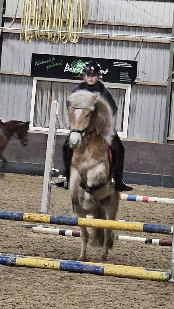 Mooie sport haflinger te koop, Dieren en Toebehoren, Pony's, Ruin, Springpony, 3 tot 6 jaar, D pony (1.37m tot 1.48m)