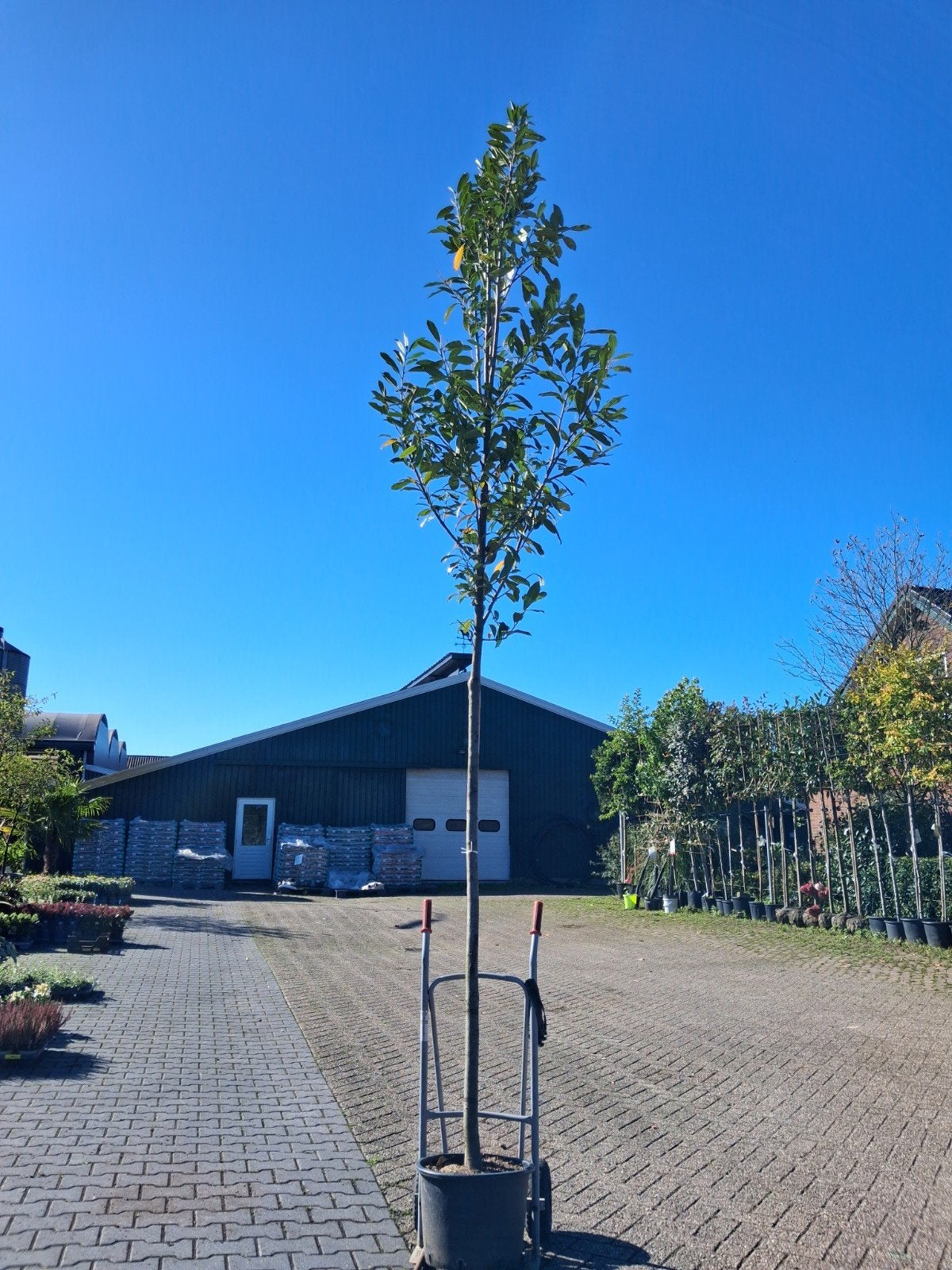 actie, hoogstam laurier, nu €100,-, Tuin en Terras, Ophalen of Verzenden, Halfschaduw, Overige soorten
