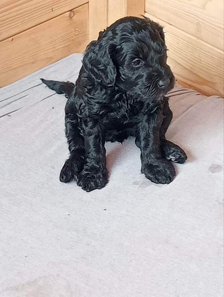 Labradoodle pups, Dieren en Toebehoren, Overige rassen, 8 tot 15 weken, Meerdere, Meerdere dieren