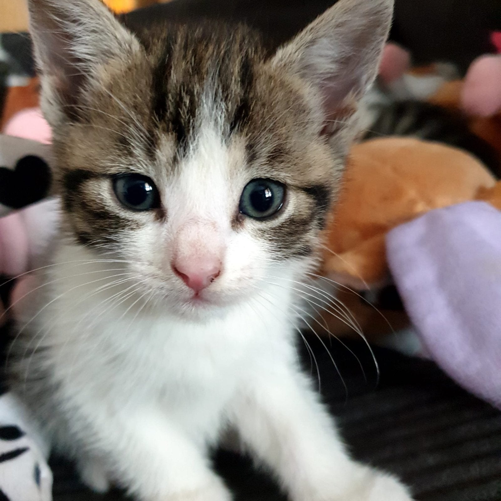 Kittens, Meerdere dieren