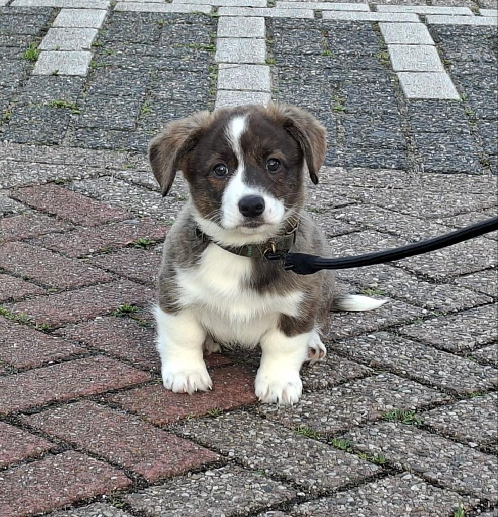 Nog 1 v/d 5 Welsh Cardigan Corgi pups , Dame van 9 weken., Dieren en Toebehoren, Honden | Herdershonden en Veedrijvers, Parvo