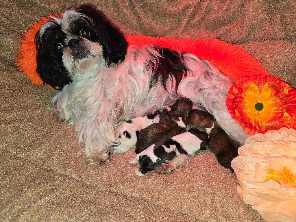 Shih tzu pups (NOG 1 REUTJE OVER), Dieren en Toebehoren, Honden | Chihuahua's en Gezelschapshonden, Parvo, Overige rassen, 8 tot 15 weken