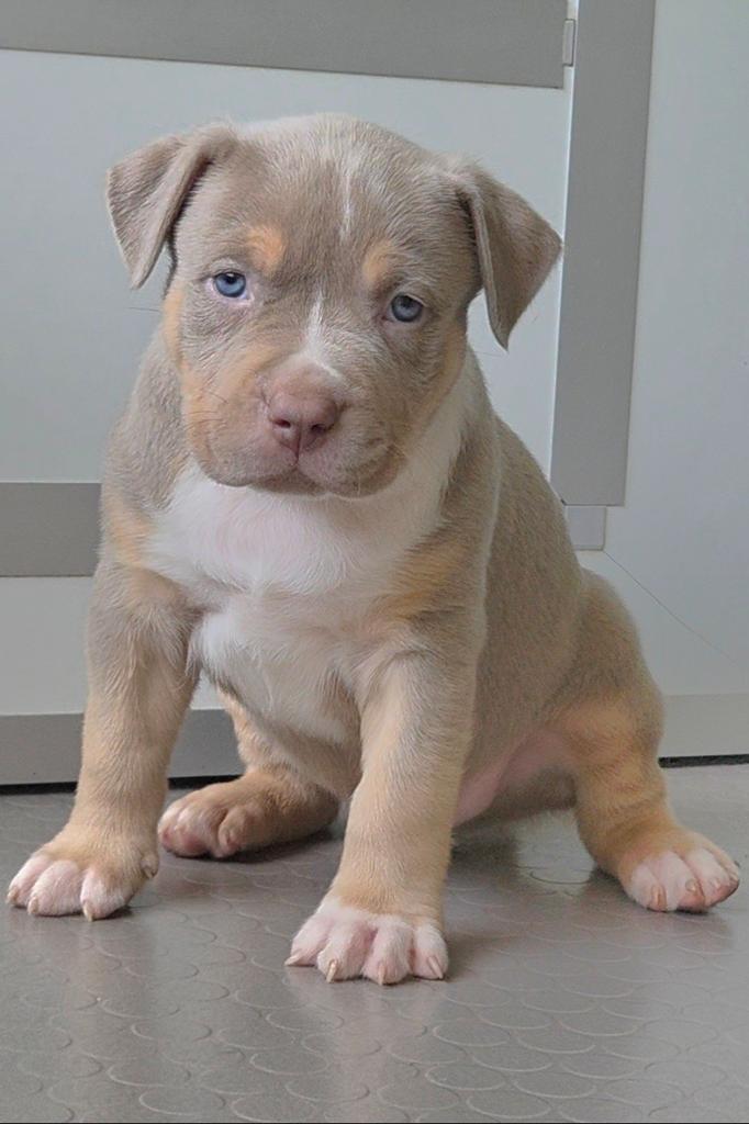 American Bully XL Pups, Dieren en Toebehoren, Overige rassen, 8 tot 15 weken, Parvo, Meerdere