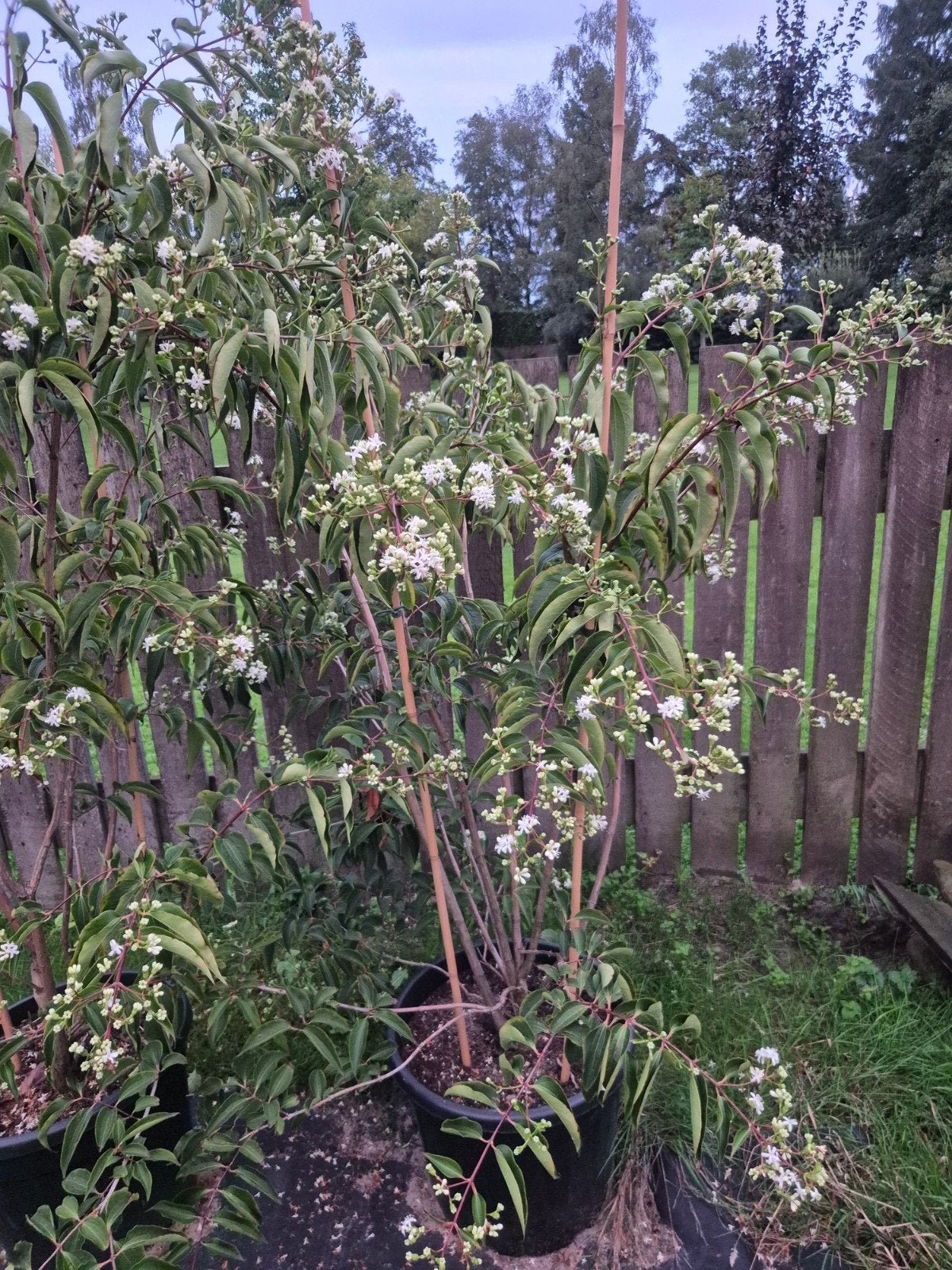Heptacodium struiken 150-200cm in 30L pot, volop in bloei, Volle zon, Vaste plant, Herfst, Ophalen